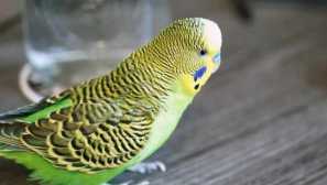 Parrot musel jít do školky, kde našel rodinu